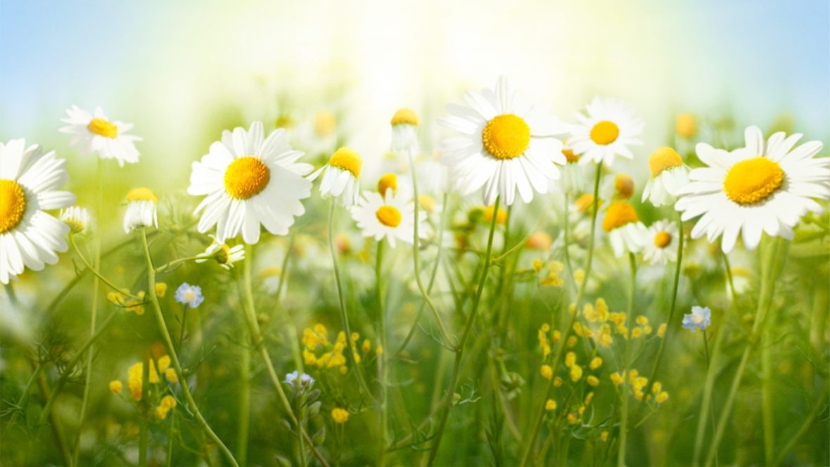 Sommar. Foto: Unsplash
