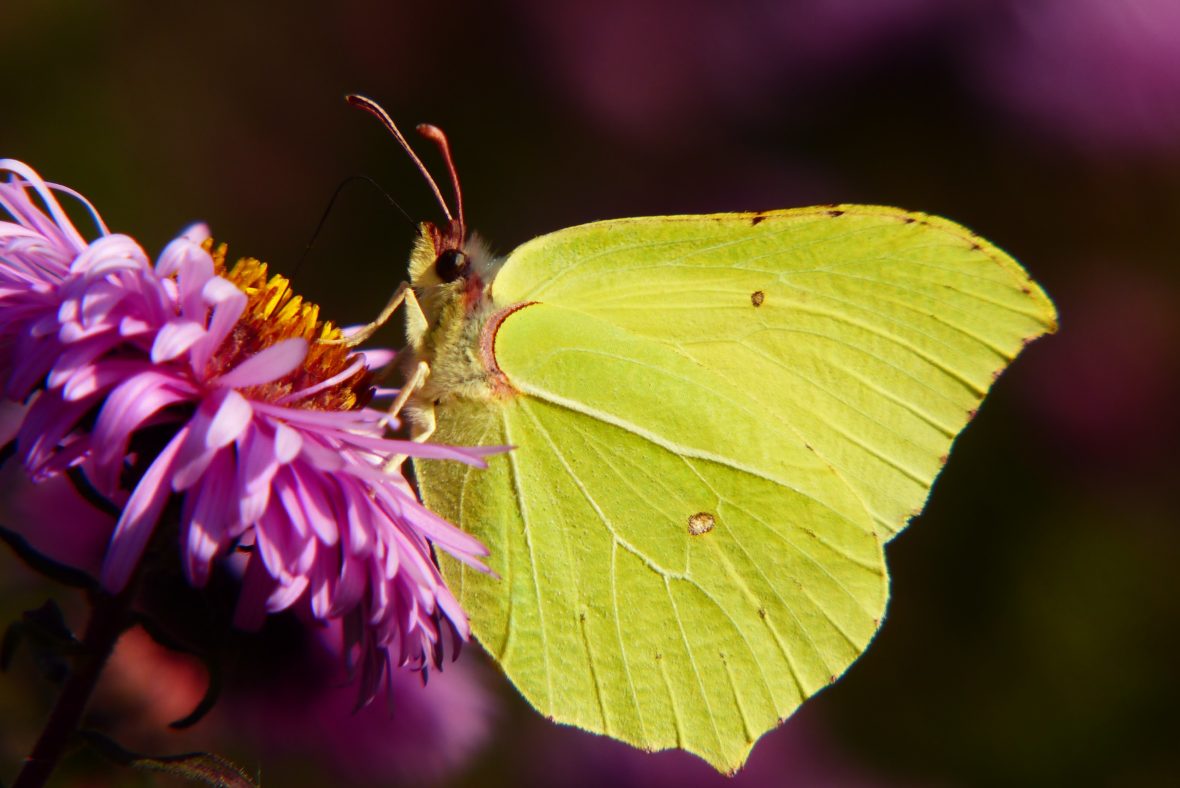 Fjäril på blomma. Foto: Krzysztof Niewolny, Unsplash.